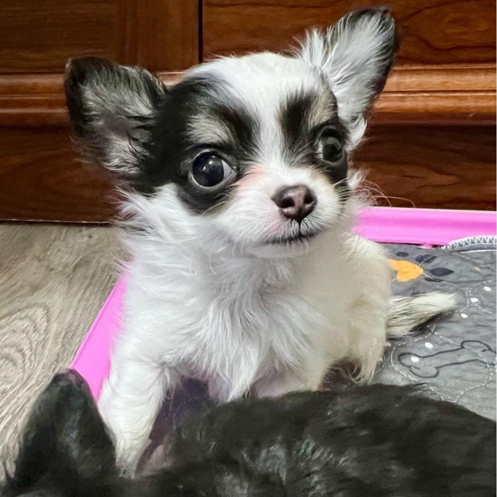 Meet your Posher, Lola